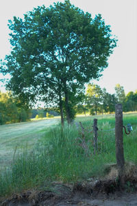 Trees on field against sky