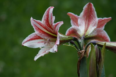 Close-up of pink lily flowers
