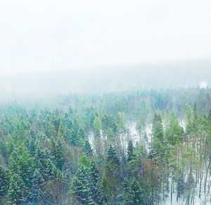 Scenic view of forest against sky