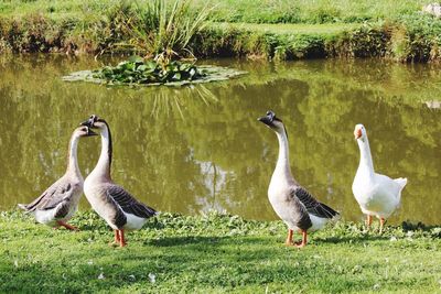 Ducks in water