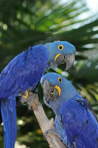 Close-up of hyacinth macaws