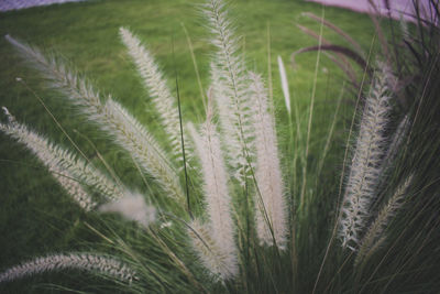 Close-up of fresh plants in field