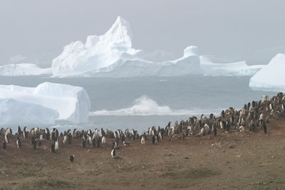 Group of penguins on at beach 