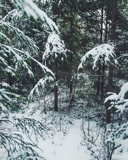 Frozen trees in forest during winter