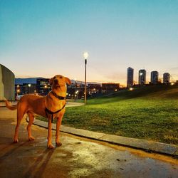 Dog standing in city against clear sky