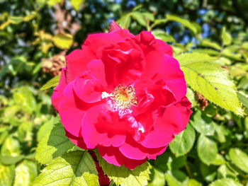 Close-up of pink rose