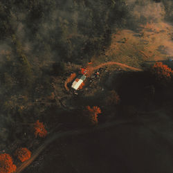 High angle view of plants and cars on road