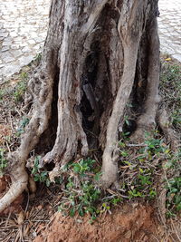 Close-up of tree roots