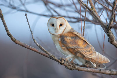 Close-up of bird perching on branch