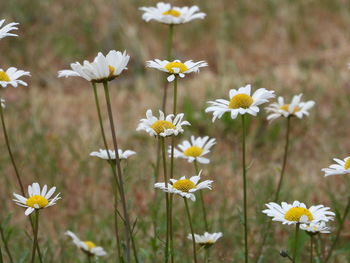 Close-up of white flowering plant on field