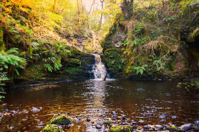 Scenic view of waterfall in forest