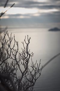 Bare tree against sky