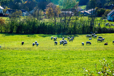 Flock of sheep grazing in field