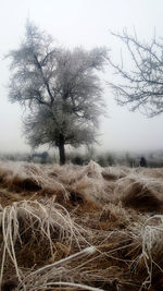 Trees on field against sky