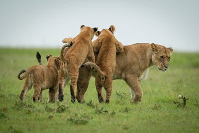 Cubs play fight with lioness crossing grass