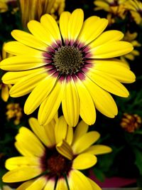 Close-up of yellow flower