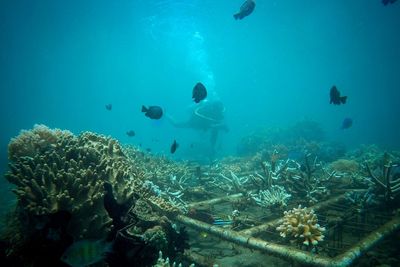 School of fish swimming in sea