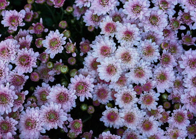 Full frame shot of flowering plants
