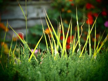 Close-up of grass