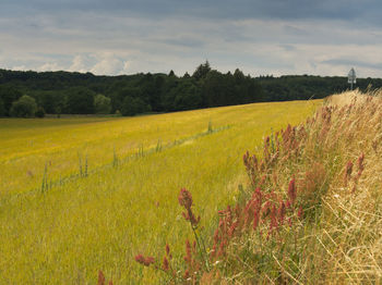 Scenic view of agricultural field against sky