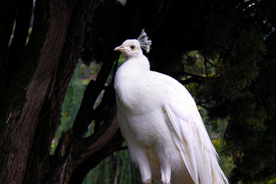 Bird perching on white background