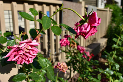 Close-up of pink flowering plant