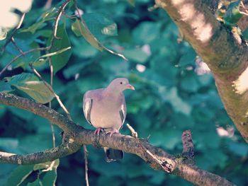 Pigeon perching on a branch