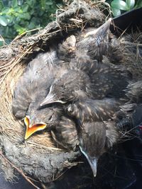 High angle view of birds in nest