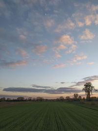 Scenic view of agricultural field against sky during sunset