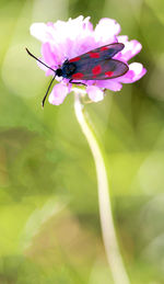 Close-up of insect on pink flower