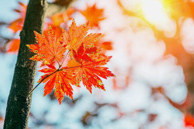 Close-up of maple leaves on tree during autumn