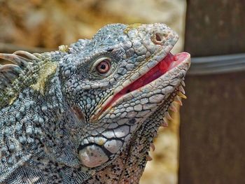 Close-up of a iguana