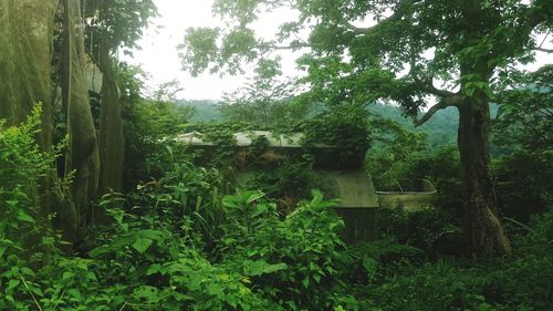 Scenic view of green landscape