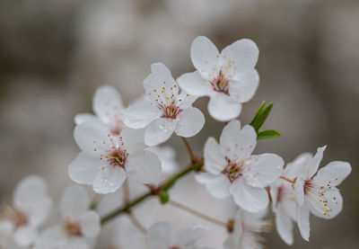 Close-up of white cherry blossoms