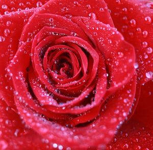 Full frame shot of wet red rose