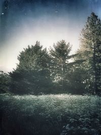 Trees against sky at night