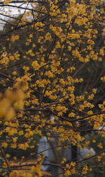 Close-up of yellow flowering plant