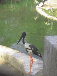 Bird on water