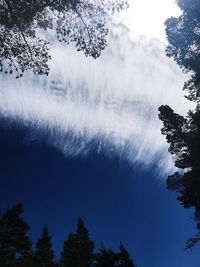 Low angle view of trees against sky