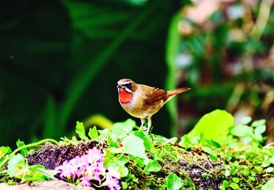 Close-up of bird perching on plant