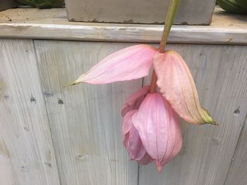 Close-up of pink flower on wood