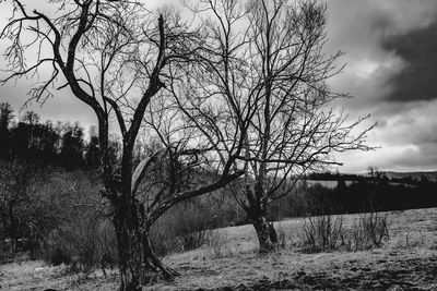 Bare trees on field against sky