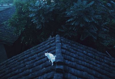 Close-up of snow on roof