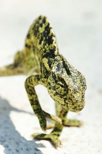 Close-up of lizard