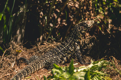 Close-up of lizard on field