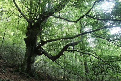 Low angle view of trees in forest