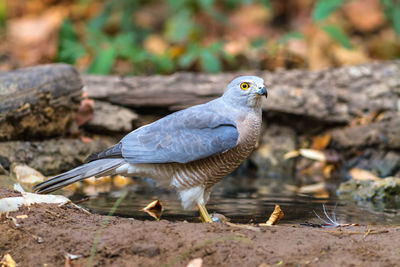 Beautiful bird shikra huter of hawk drink water on pond