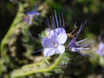 Close-up of purple flowering plant