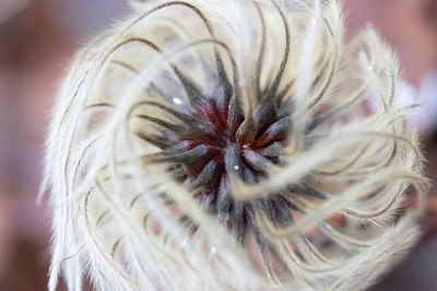 Close-up of dandelion on plant