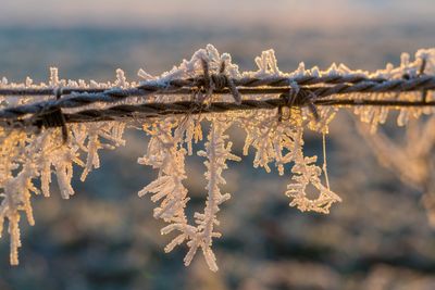 Close-up of frozen branch against sky during winter